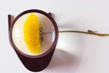 Looking at a yellow chrysanthemum flower petals through a magnifying glass, lens