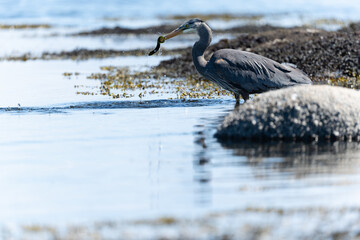 Heron Eating Eel