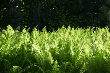 Green wild fern 