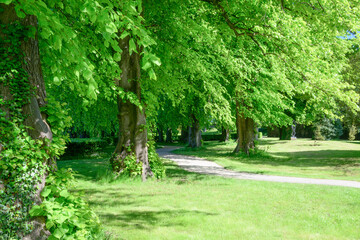 Forrest of beech trees in late spring