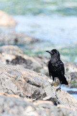 Fototapeta premium Crow