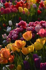Tulips spring