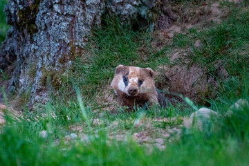 Dirty badger with its head out of the hole in the woodlands