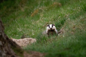 Badger popping out of its Sett 