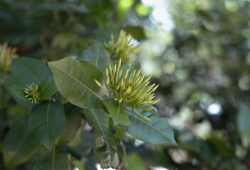 green leaves and bloom with a blurred background