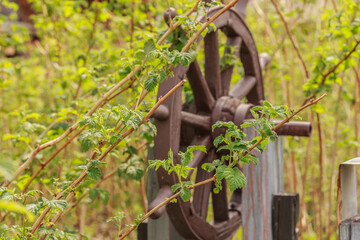 Old wooden wheel in the garden used as a steering-wheel in the background of raspberry bush. Rustic decoration concept