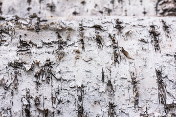 White birch bark texture. Birch bark background, macro, copy space