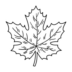 Linear maple leaf icon in Doodle style, Canadian tree