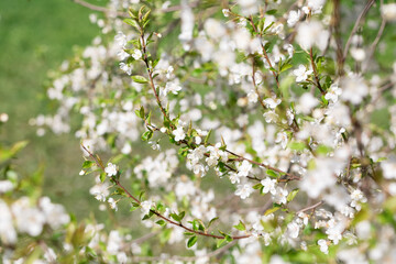 The background for design. The concept of spring. Blossoming trees with white flowers. On the sides of the background are branches with buds and flowers. Copyspace
