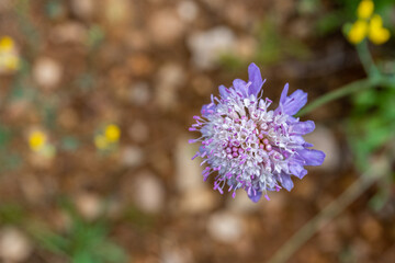 Small wild flower in a Mediterranean forest, and an unfocused natural background.