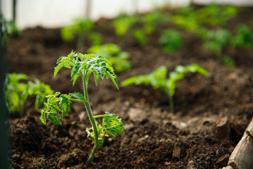 tomato plant in soil