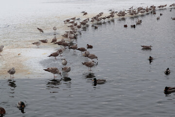 ducks in the water in the winter season in the evening
