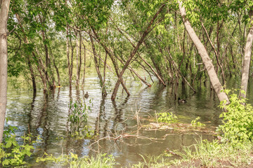 Obraz premium Flood. Water level in rivers and lakes rises. Flooding in the park, forest. Wild ducks swim along the trees.