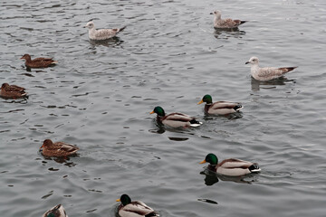 ducks in the water in the winter season in the evening