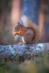 Red squirrel in the forest eating a nut 