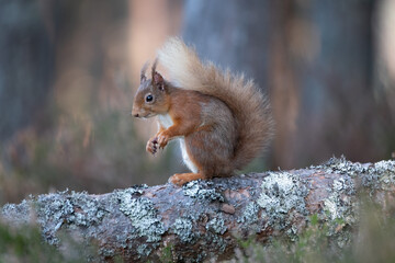 Red squirrel in the forest 