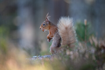 Red Squirrel in the forest with a nut 