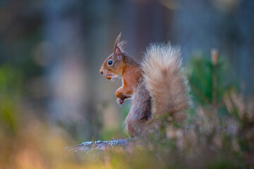 Red Squirrel in the forest with a nut 