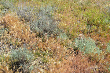 The grass of the Steppe on a bright summer day