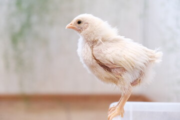 little chicken at home close up