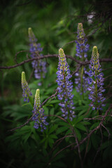 Wildflowers on the forest edge in sunlight and shadows. Natural background of lush green foliage with bokeh effect. Spring bloom, summer, warm season, beautiful nature concept.