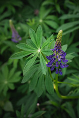 Wildflowers on the forest edge in sunlight and shadows. Natural background of lush green foliage with bokeh effect. Spring bloom, summer, warm season, beautiful nature concept.