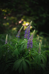 Wildflowers on the forest edge in sunlight and shadows. Natural background of lush green foliage with bokeh effect. Spring bloom, summer, warm season, beautiful nature concept.