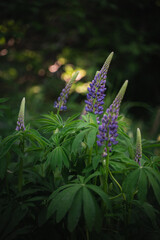 Wildflowers on the forest edge in sunlight and shadows. Natural background of lush green foliage with bokeh effect. Spring bloom, summer, warm season, beautiful nature concept.