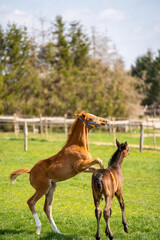 Two foals are playing in the meadow