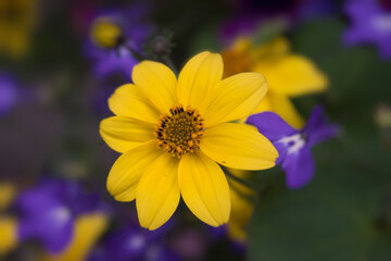 Gelb blühende Goldmarie (Bidens ferulifolia) in einer Nahaufnahme