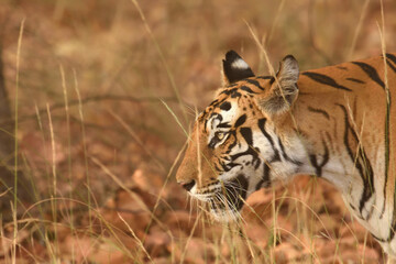 Side view portrait of Royal bengal tiger at Bandhavgarh national park