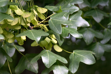 Französischer Ahorn (Acer monspessulanus), Blätter und Früchte