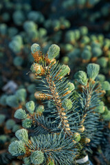 Garden plant in the spring of the spruce family
