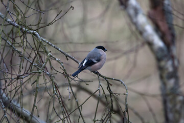 bullfinch sits on a branch of a dry tree