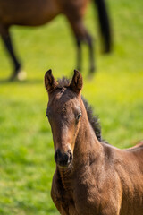 Brown foal pose in the meadow for the camera