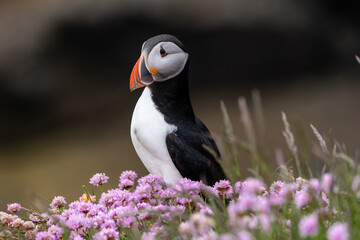 Puffin close up with pink flowers 