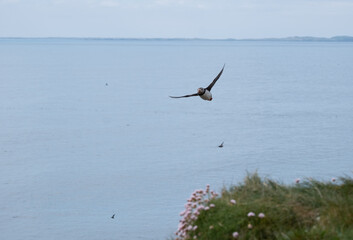Flying Puffin 