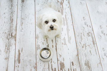 hungry Maltese dog begging food next to an empty bowl. High angle view on vintage parquet.