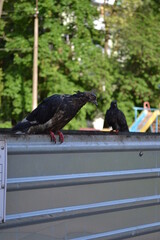 Dirty pigeon in the city after the rain. Pigeon with garbage.