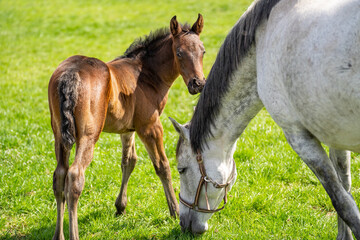 Brown foal looks into the camera while white mare eating grass