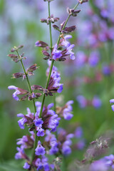 flowers in the garden