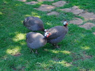 gunea fowl  bird in cage