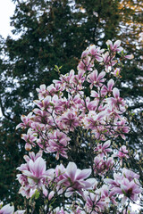 Drzewo magnolii w rozkwicie