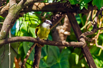 Bem Te Vi IMG_8297