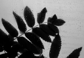 Black and white background of leaves behind a glass with lots of of water drops after rain....