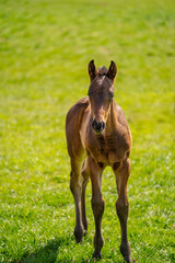 Brown foal stand in the meadow