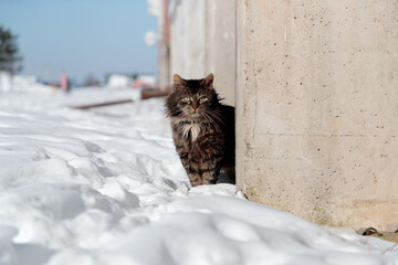tortured and listless cat peeks out from behind the concrete fence in winter