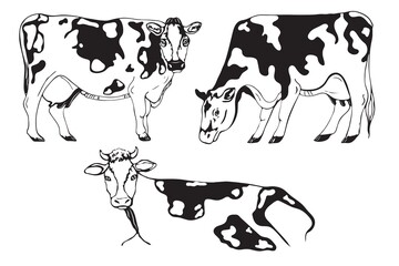 Set of spotted cow illustrations. Hand drawn style. 