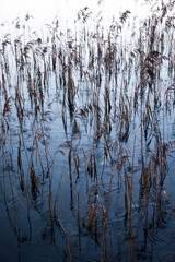 Fototapeta na wymiar reeds in the water fading out