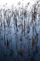 reeds in the water fading out